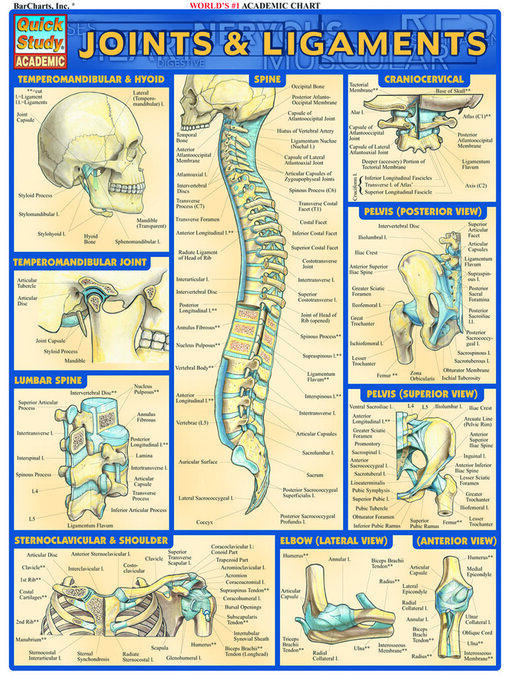 Title details for Joints & Ligaments by BarCharts, Inc. - Wait list